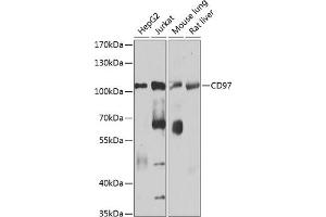 anti-ADGRE5 (AA 240-435) antibody