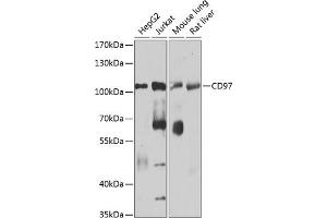 Western blot analysis of extracts of various cell lines, using CD97 antibody (ABIN1679103, ABIN3018090, ABIN3018091 and ABIN6220356) at 1:1000 dilution. (ADGRE5 (AA 240-435) antibody)