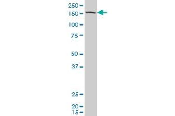 PCDH11Y antibody  (AA 57-165)