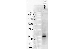 Western Blot analysis of Rat Lung tissue lysates showing detection of Hsp27 protein using Mouse Anti-Hsp27 Monoclonal Antibody, Clone 8A7 .