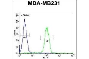 EGLN2 Antibody (Center) (ABIN652648 and ABIN2842435) flow cytometric analysis of MDA-M cells (right histogram) compared to a negative control cell (left histogram). (PHD1 antibody  (AA 194-221))