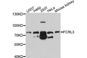 Western blot analysis of extracts of various cell lines, using FCRL3 antibody (ABIN4903658) at 1:1000 dilution.