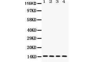 Western blot analysis of Galectin 1 expression in rat testis extract ( Lane 1), mouse spleen extract ( Lane 2), HELA whole cell lysates ( Lane 3) and SMMC whole cell lysates ( Lane 4). (LGALS1/Galectin 1 antibody  (AA 2-135))