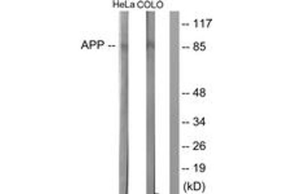 beta Amyloid antibody  (AA 711-760)