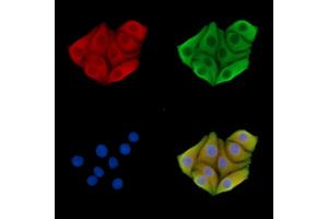 ABIN7095788 and ABIN7099850 staining Hela cells by IF/ICC.