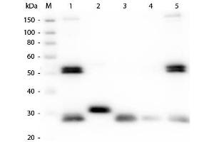 Western Blot of Anti-Rat IgG (H&L) (GOAT) Antibody (Min X Bv Ch Gt GP Ham Hs Hu Ms Rb & Sh Serum Proteins) . (Goat anti-Rat IgG (Heavy & Light Chain) Antibody (Atto 550) - Preadsorbed)