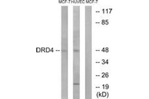 Western blot analysis of extracts from MCF-7/HuvEc cells, using DRD4 Antibody. (DRD4 antibody  (AA 355-404))