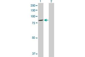 Western Blot analysis of PLCD4 expression in transfected 293T cell line by PLCD4 MaxPab polyclonal antibody. (PLCD4 antibody  (AA 1-762))