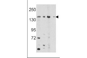 Western blot analysis of OPLAH Antibody (N-term) (ABIN391687 and ABIN2841592) in K562, HepG2 cell line lysates and mouse bladder, liver tissue lysates (35 μg/lane).