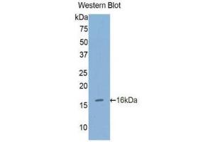Western Blotting (WB) image for anti-Furin (Paired Basic Amino Acid Cleaving Enzyme) (FURIN) (AA 385-500) antibody (ABIN1858927) (FURIN antibody  (AA 385-500))