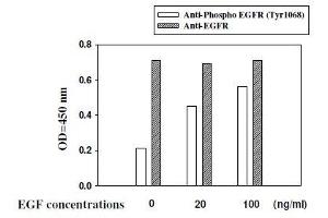 A431 cells were stimulated by different concentrations of EGF for 10 min at 37 (EGFR ELISA Kit)