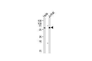 Western blot analysis of lysates from HeLa, Jurkat cell line (from left to right), using HPSE2 Antibody at 1:1000 at each lane. (Heparanase 2 antibody  (C-Term))