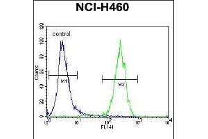 Flow cytometric analysis of NCI-H460 cells (right histogram) compared to a negative control cell (left histogram). (ATXN7L2 antibody  (C-Term))
