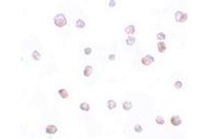 Immunohistochemistry (IHC) image for anti-Secernin 2 (SCRN2) (C-Term) antibody (ABIN1030649) (SCRN2 antibody  (C-Term))