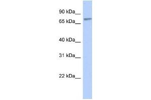Western Blotting (WB) image for anti-Zinc Finger Protein 45 (ZNF45) antibody (ABIN2458161)