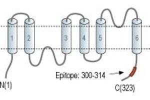 Representative domain view of the target of ABIN7042940.