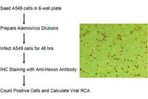 Assay Principle for the Rapid RCA Assay. (Rapid RCA Assay Kit)