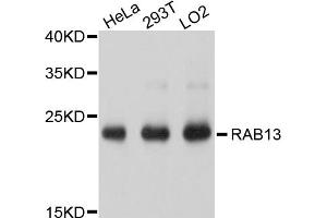 Western blot analysis of extracts of various cell lines, using RAB13 antibody (ABIN4904922) at 1:1000 dilution. (RAB13 antibody)