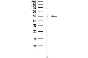 Western blot analysis of lysates from PC12 cells(LPS, 4h treatment), using CLU Antibody at 1/1000 dilution.