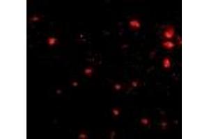 Immunofluorescence (IF) image for anti-Fasciculation and Elongation Protein zeta 2 (Zygin II) (FEZ2) (Middle Region) antibody (ABIN1030932) (FEZ2 antibody  (Middle Region))
