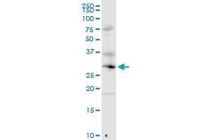 MED6 MaxPab rabbit polyclonal antibody. (MED6 antibody  (AA 1-246))