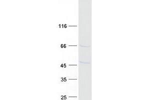 Validation with Western Blot (DNAJB12 Protein (Transcript Variant 2) (Myc-DYKDDDDK Tag))