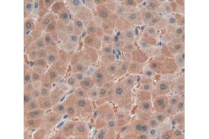 IHC-P analysis of liver tissue, with DAB staining. (FARS2 antibody  (AA 1-451))