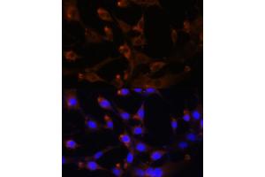Immunofluorescence (IF) image for anti-Carbamoyl-Phosphate Synthetase 2, Aspartate Transcarbamylase, and Dihydroorotase (CAD) (AA 1650-1900) antibody (ABIN6137837)
