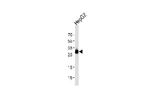 Western blot analysis of lysate from HepG2 cell line using T1 Antibody (ABIN1944801 and ABIN2838504). (PPT1 antibody  (AA 1-306))