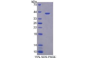 SDS-PAGE (SDS) image for Heat Shock Protein 90kDa alpha B1 (AA 401-724) protein (His tag) (ABIN4989845) (Heat Shock Protein 90kDa alpha B1 (AA 401-724) protein (His tag))