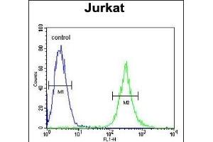 ITD1 Antibody (Center) 4921c flow cytometric analysis of Jurkat cells (right histogram) compared to a negative control cell (left histogram). (APITD1 antibody  (AA 48-74))