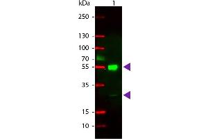 Western Blot of Rhodamine Conjugated Goat anti-Mouse IgG Secondary Antibody. (Goat anti-Mouse IgG (Heavy & Light Chain) Antibody (TRITC) - Preadsorbed)