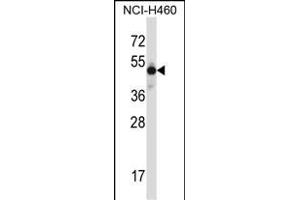 MKX Antibody (N-term) (ABIN657729 and ABIN2846714) western blot analysis in NCI- cell line lysates (35 μg/lane). (MKX antibody  (N-Term))