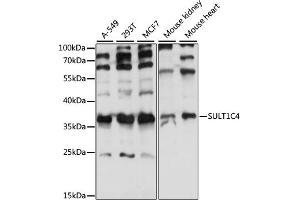 SULT1C4 抗体  (AA 1-95)
