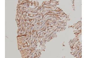 ABIN6267554 at 1/100 staining mouse kidney tissue sections by IHC-P.