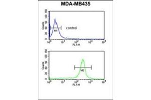 Flow cytometric analysis of MDA-MB435 cells using GSTK1 Antibody (Center) Cat. (GSTK1 antibody  (Middle Region))