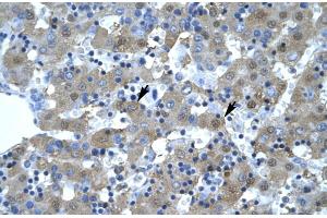 Human Liver (KIF5B antibody  (N-Term))