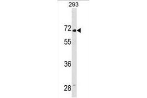 LINGO2 Antibody (Center) (ABIN1881501 and ABIN2838839) western blot analysis in 293 cell line lysates (35 μg/lane). (LINGO2 antibody  (AA 393-421))