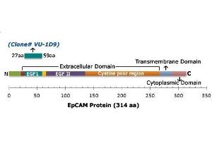 Schematic representation of EpCAM and epitope recognized by EpCAM Mouse Monoclonal Antibody (VU-1D9). (EpCAM antibody)