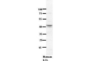 WB Suggested Anti-NDUFV3 Antibody Titration:  5% Milk  ELISA Titer:  dilution: 1:500  Positive Control:  Human LCL (NDUFV3 antibody  (Middle Region))