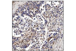 IHC analysis of POGLUT1 using anti-POGLUT1 antibody (ABIN7602910).