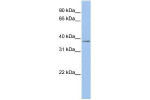 WB Suggested Anti-MSLN Antibody Titration:  0. (Mesothelin antibody  (Middle Region))