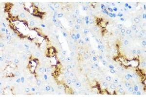 Immunohistochemistry of paraffin-embedded Mouse kidney using MME Polyclonal Antibody at dilution of 1:100 (40x lens). (MME antibody)