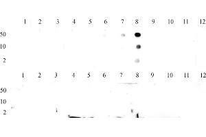Histone H3K9me3 tested by dot blot analysis to confirm the specificity of Histone H3K9me3.