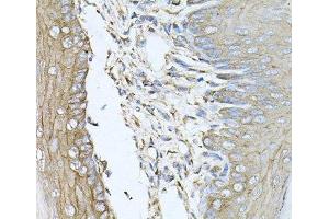 Immunohistochemistry of paraffin-embedded Mouse skin using CALU Polyclonal Antibody at dilution of 1:100 (40x lens).