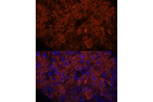 Immunofluorescence (IF) image for anti-Pancreatic Lipase-Related Protein 1 (PNLIPRP1) (AA 298-467) antibody (ABIN7269167)