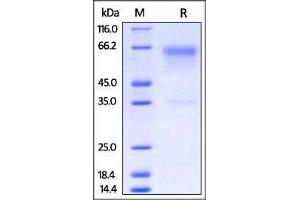 Biotinylated Mouse PD-1, Fc tag on SDS-PAGE under reducing (R) condition.