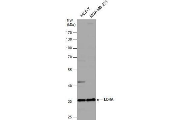 Lactate Dehydrogenase A antibody