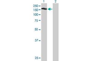 Western Blot analysis of PLEKHG4 expression in transfected 293T cell line by PLEKHG4 MaxPab polyclonal antibody. (PLEKHG4 antibody  (AA 1-1151))