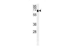 SLC9A9 Antibody (C-term) (ABIN651604 and ABIN2840319) western blot analysis in mouse spleen tissue lysates (35 μg/lane). (SLC9A9 antibody  (C-Term))